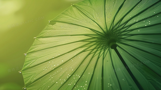 特利身世编年史：阿尔斯诺特利亚的永恒绽放