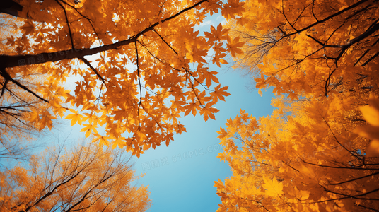 失落的纽带：在支离破碎的记忆中，拼凑亲情的完整模样