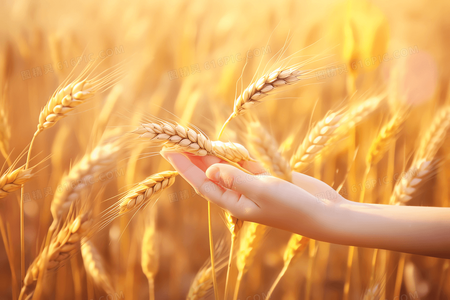 当幸福成为唯一目标：探讨生活的平衡与代价